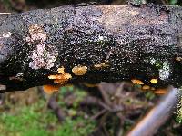 Favolaschia calocera image