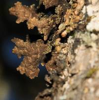 Pseudocyphellaria crocata image