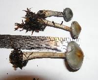 Cortinarius rotundisporus image