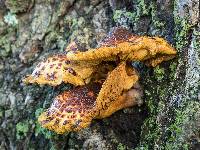 Pholiota aurivella image