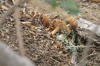 Battarrea phalloides image