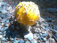 Amanita elongata image