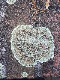 Lecanora muralis image