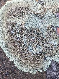 Lecanora muralis image