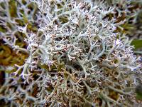 Cladonia rangiferina image