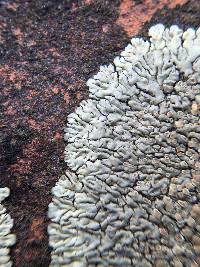 Lecanora muralis image