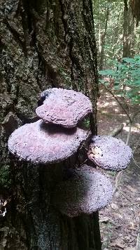 Ganoderma tsugae image