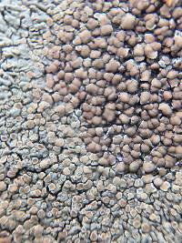 Lecanora muralis image