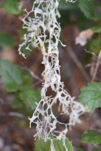 Ramalina menziesii image