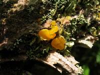 Tremella mesenterica image