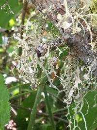 Ramalina leptocarpha image