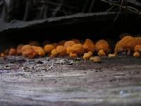 Favolaschia calocera image