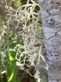 Ramalina leptocarpha image