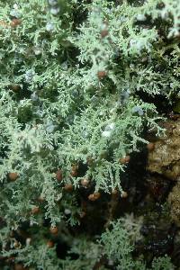 Stereocaulon ramulosum image