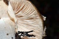 Amanita nothofagi image