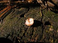 Mycena mariae image