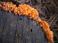 Favolaschia calocera image