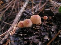 Mycena mariae image