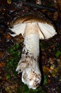 Amanita nothofagi image