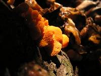 Favolaschia calocera image