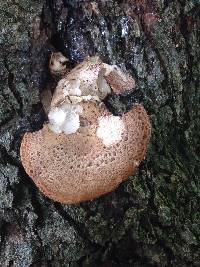 Polyporus squamosus image