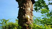 Volvariella bombycina image