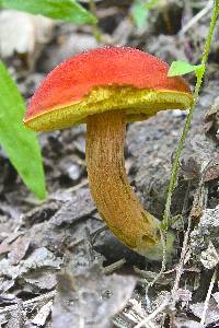 Boletus campestris image