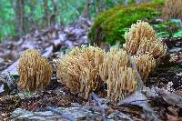 Ramaria stricta image