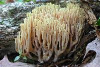 Ramaria stricta image