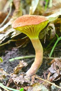 Phylloporus rhodoxanthus image