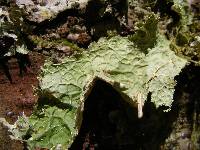 Lobaria pulmonaria image