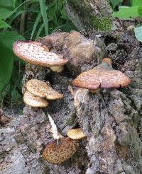 Polyporus squamosus image