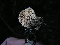 Hydnum ambustum image