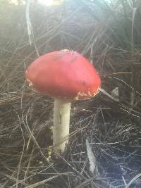 Amanita muscaria image