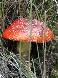 Amanita muscaria image