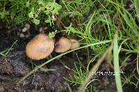 Psilocybe coprophila image