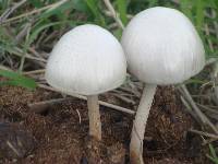 Panaeolus antillarum image