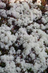 Cladonia confusa image