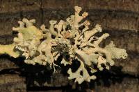 Hypogymnia tubulosa image