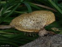 Polyporus squamosus image