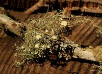 Usnea intermedia image