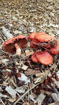 Leratiomyces ceres image