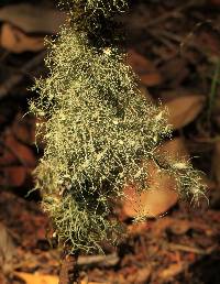 Usnea intermedia image