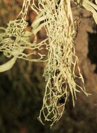 Ramalina menziesii image