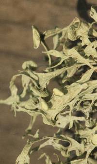 Ramalina leptocarpha image