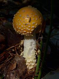 Amanita muscaria var. guessowii image