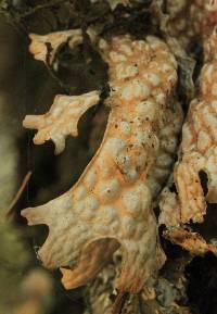 Lobaria pulmonaria image