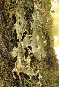 Lobaria pulmonaria image