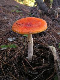 Amanita muscaria image