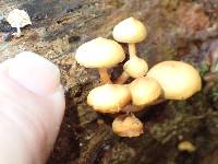 Hypholoma acutum image